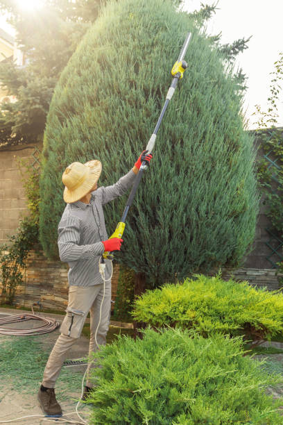 Best Local Tree Services  in Rising Sun, MD